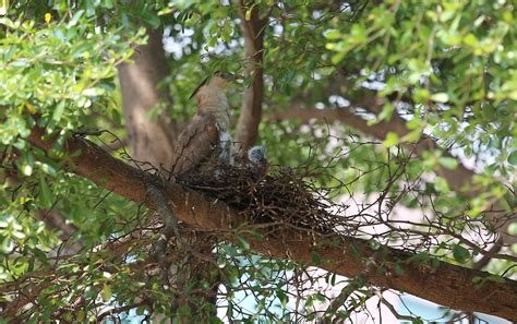 鳥築巢怎麼辦|鳥害防治！如何防止鳥築巢？友善驅鳥、防鳥方法推薦。